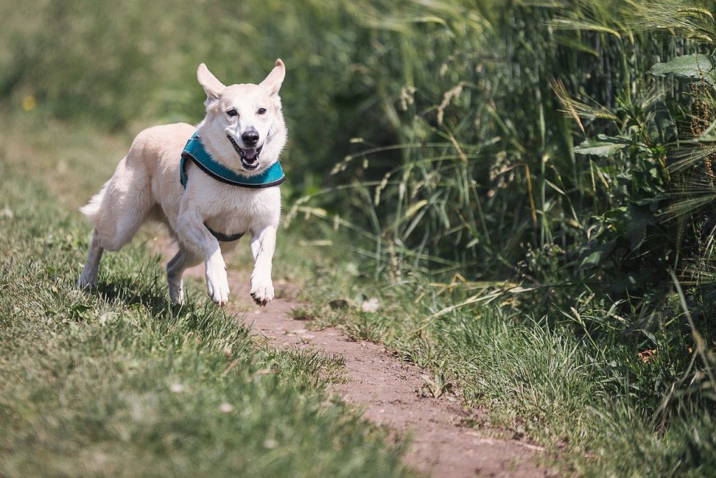 Bieganie z psem – co musisz wiedzieć na ten temat?